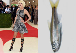 Met gala 2016 taylor